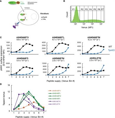 Tapasin-mediated editing of the MHC I immunopeptidome is epitope specific and dependent on peptide off-rate, abundance, and level of tapasin expression